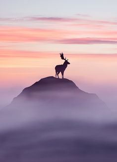 Das Bild Hirsch wird geladen ...